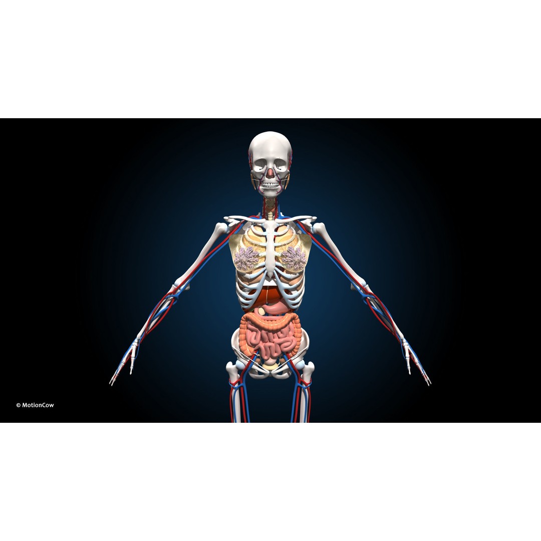 Ultimate Female Anatomy 3D Model – Advanced Rigged Character with 50+ Animations - View 8
