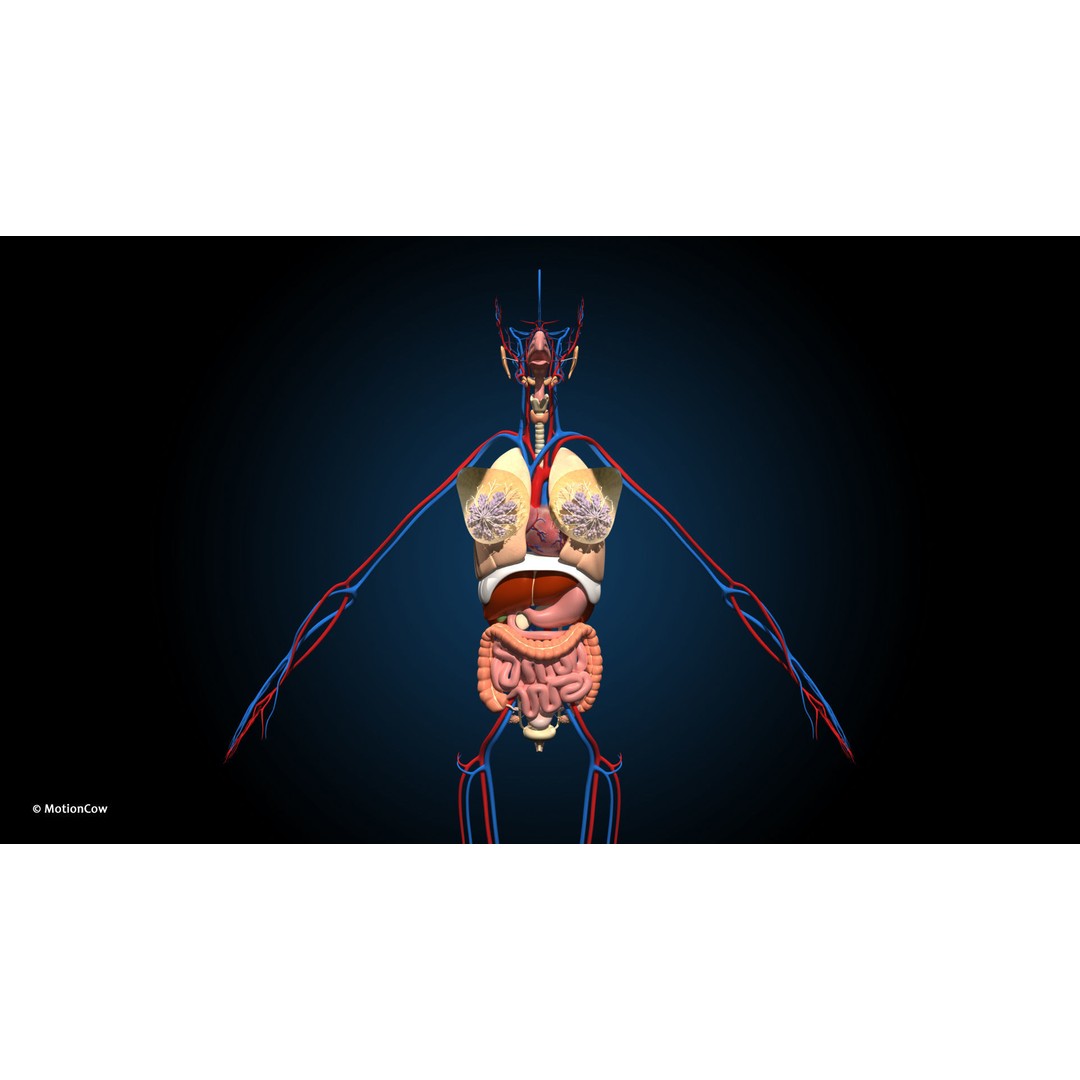 Ultimate Female Anatomy 3D Model – Advanced Rigged Character with 50+ Animations - View 9