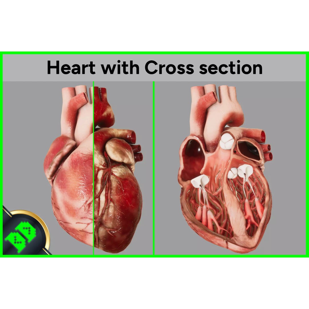 Human Heart 3D Model – Low-Poly Anatomy Asset, FBX, PBR Textures - View 2