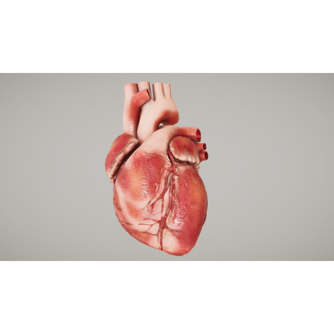 Human Heart 3D Model – Low-Poly Anatomy Asset, FBX, PBR Textures - View 4