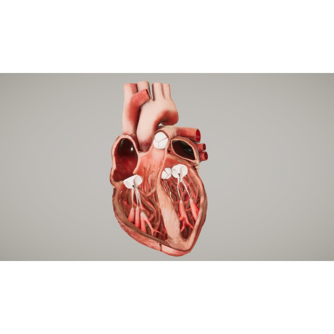 Human Heart 3D Model – Low-Poly Anatomy Asset, FBX, PBR Textures - View 5