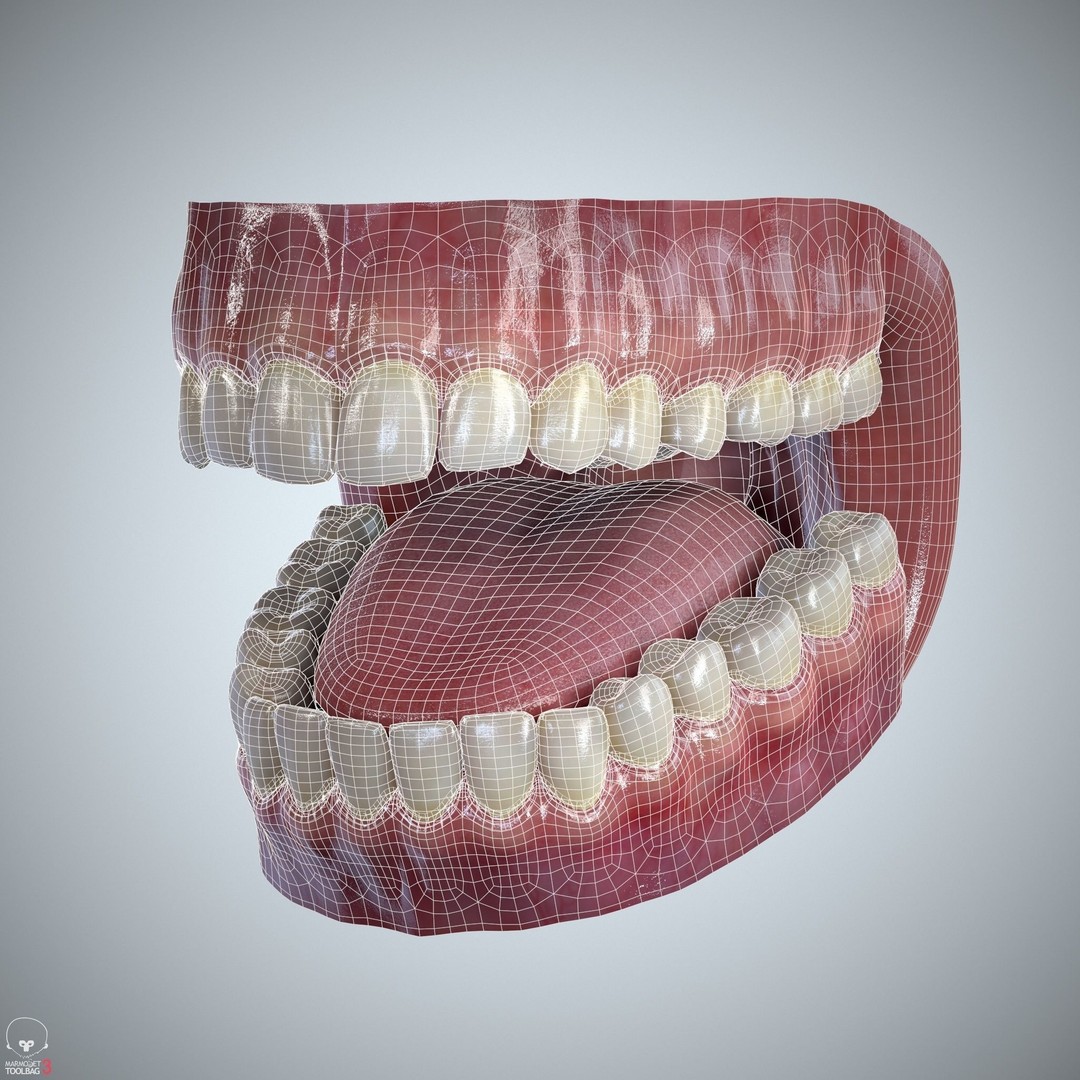 Teeth and Tongue 3D Model – Low Poly Game Asset, PBR Textures, FBX, OBJ - View 11