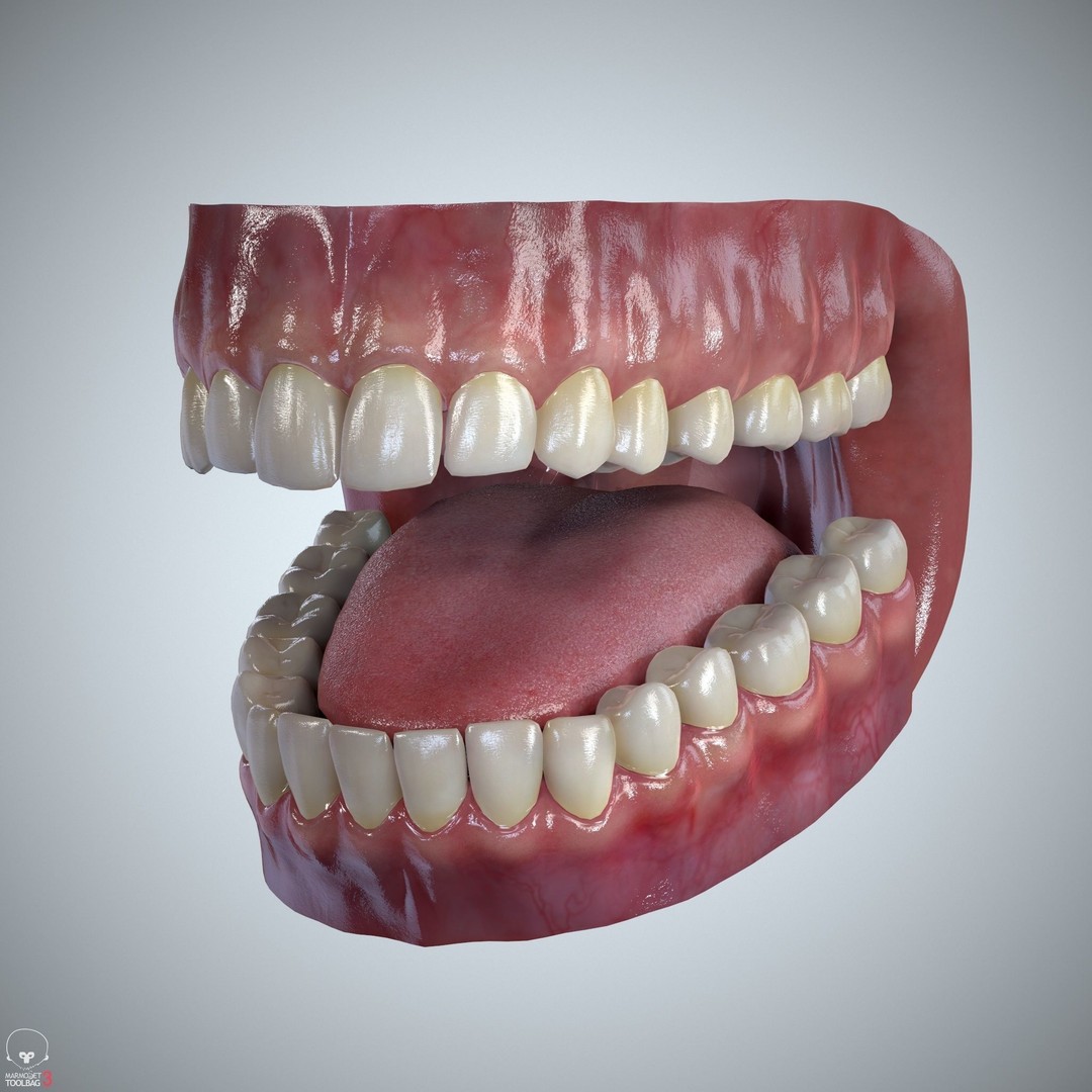 Teeth and Tongue 3D Model – Low Poly Game Asset, PBR Textures, FBX, OBJ - View 12