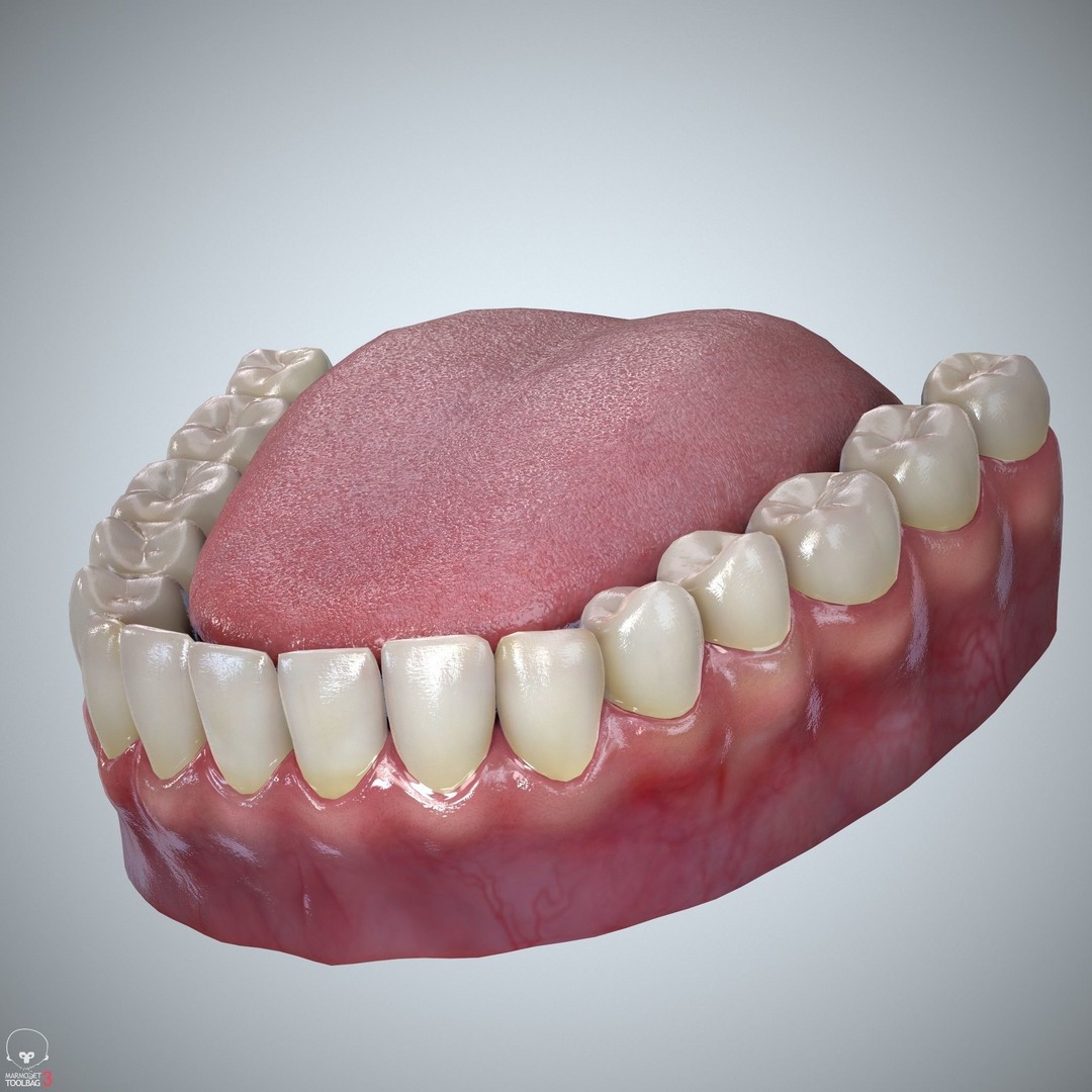 Teeth and Tongue 3D Model – Low Poly Game Asset, PBR Textures, FBX, OBJ - View 13
