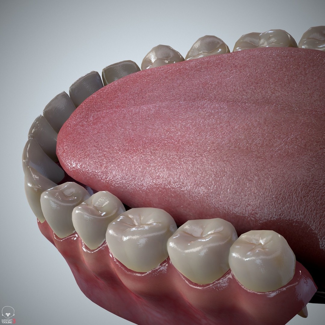 Teeth and Tongue 3D Model – Low Poly Game Asset, PBR Textures, FBX, OBJ - View 14