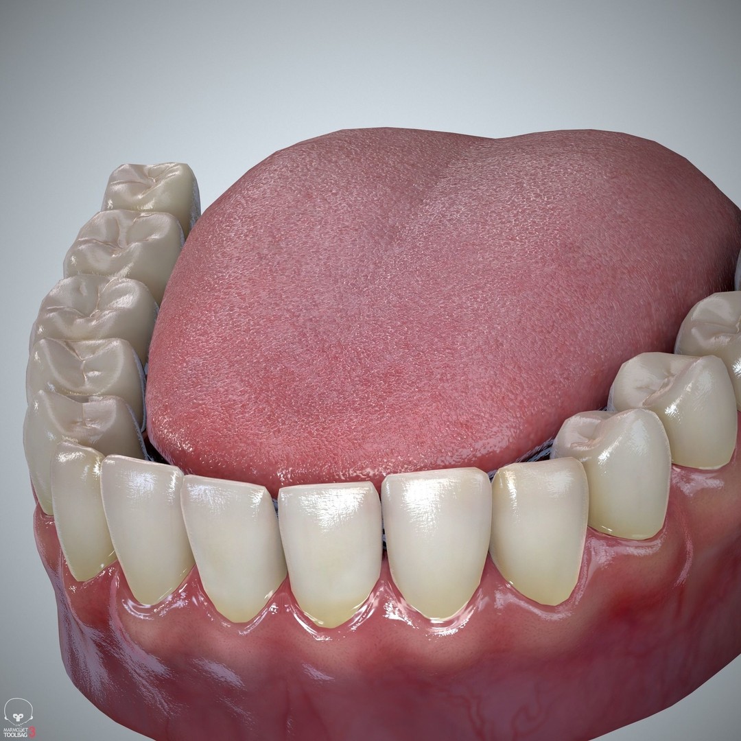 Teeth and Tongue 3D Model – Low Poly Game Asset, PBR Textures, FBX, OBJ - View 15