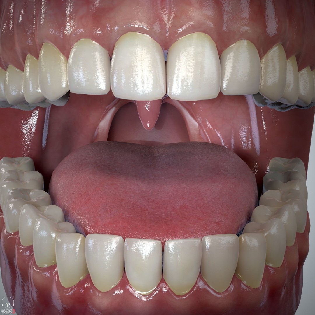 Teeth and Tongue 3D Model – Low Poly Game Asset, PBR Textures, FBX, OBJ - View 16