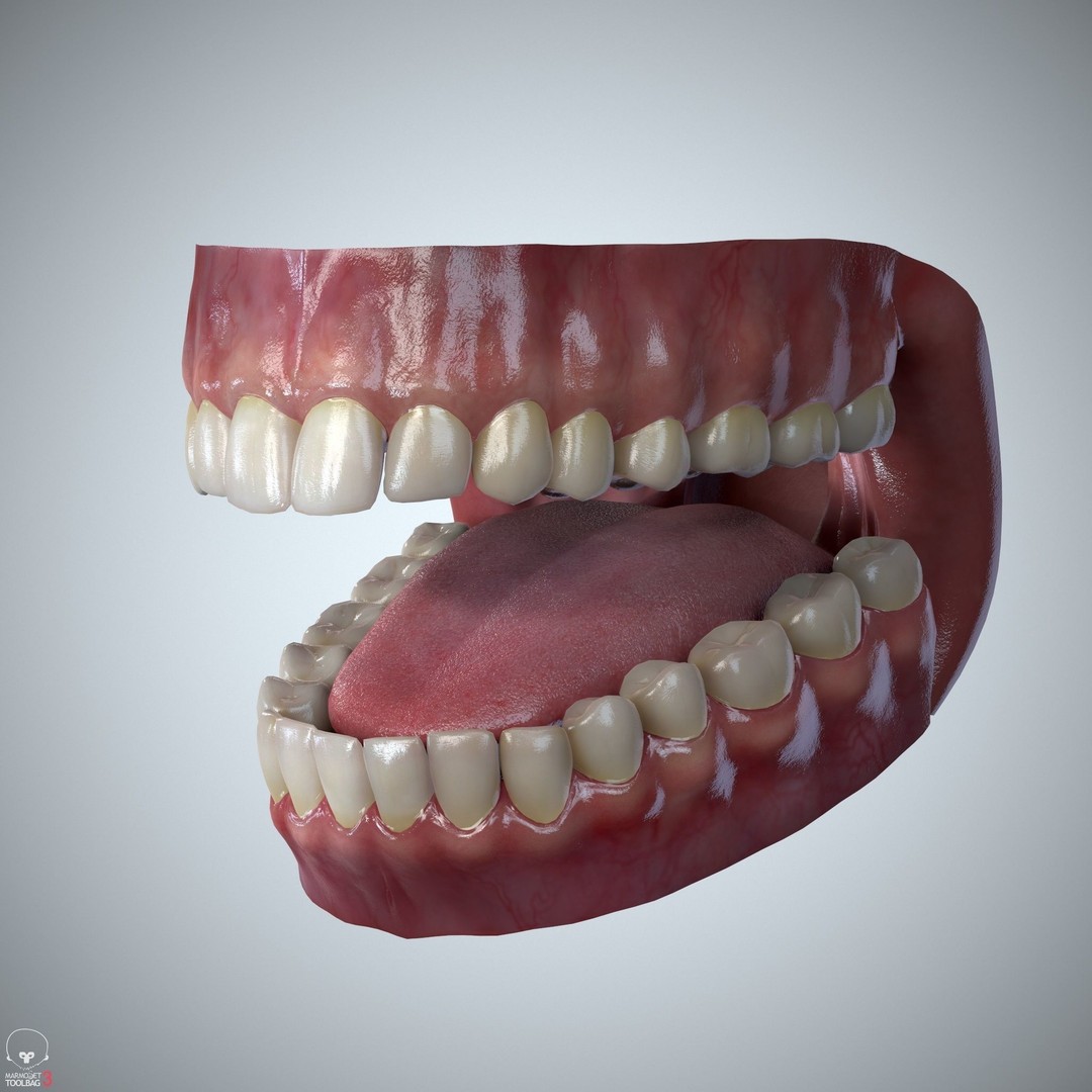 Teeth and Tongue 3D Model – Low Poly Game Asset, PBR Textures, FBX, OBJ - View 17