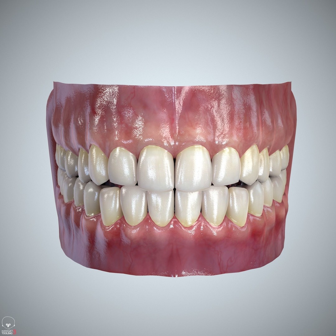 Teeth and Tongue 3D Model – Low Poly Game Asset, PBR Textures, FBX, OBJ - View 18