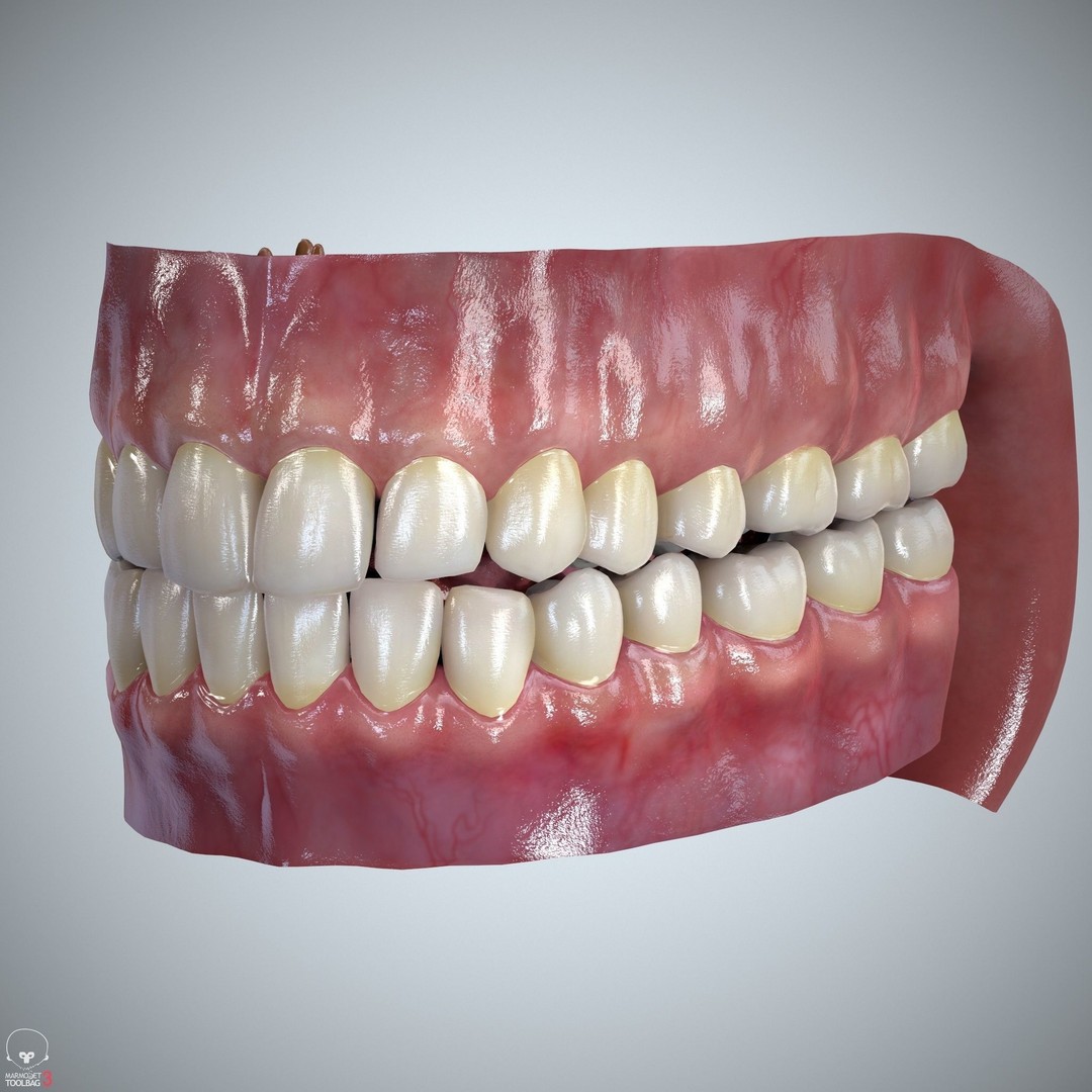 Teeth and Tongue 3D Model – Low Poly Game Asset, PBR Textures, FBX, OBJ - View 19
