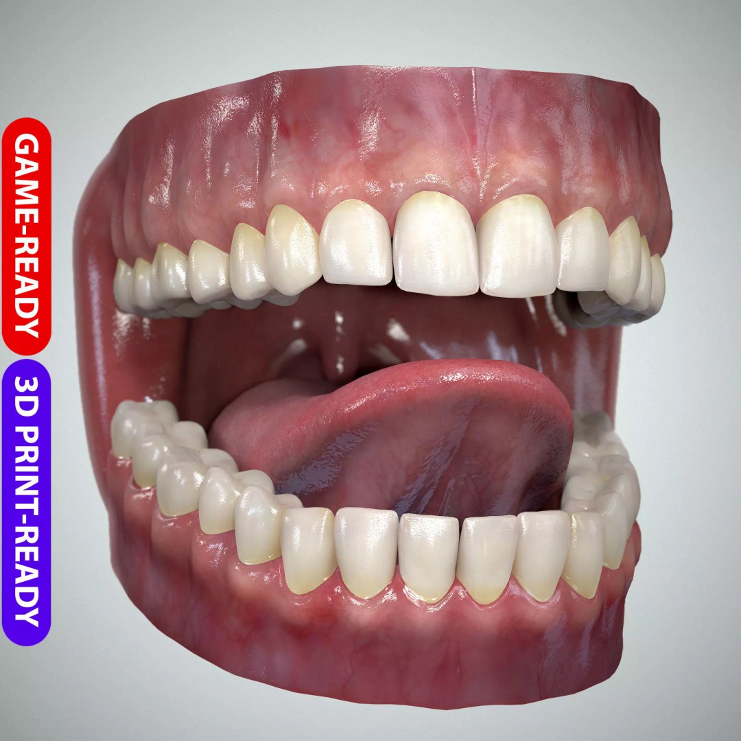 Teeth and Tongue 3D Model – Low Poly Game Asset, PBR Textures, FBX, OBJ - View 2