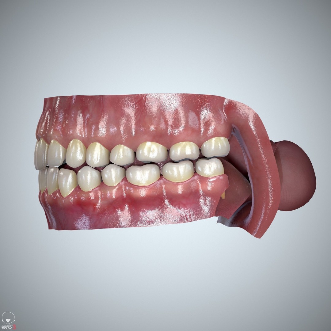 Teeth and Tongue 3D Model – Low Poly Game Asset, PBR Textures, FBX, OBJ - View 20