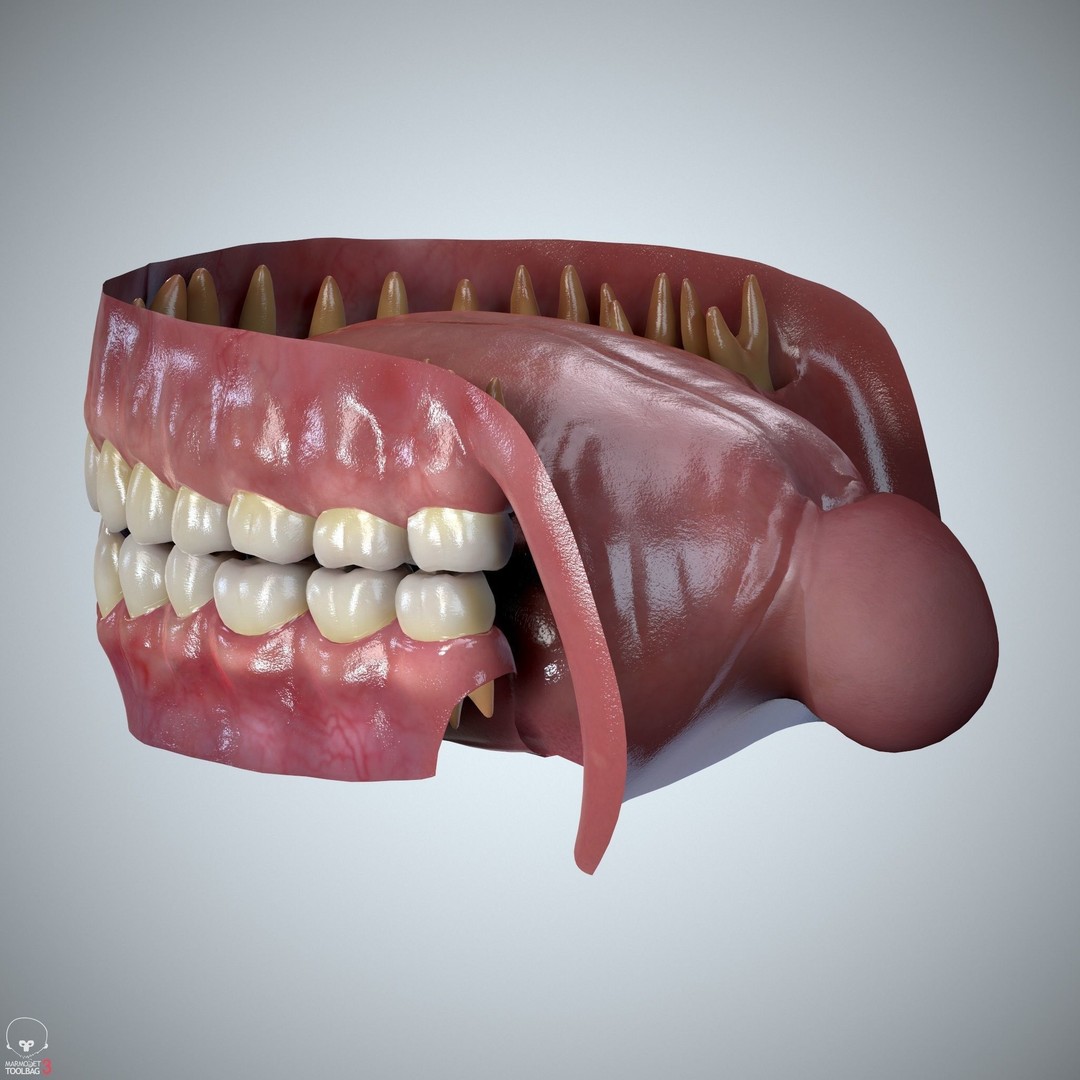 Teeth and Tongue 3D Model – Low Poly Game Asset, PBR Textures, FBX, OBJ - View 21