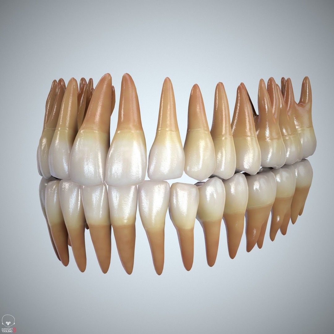 Teeth and Tongue 3D Model – Low Poly Game Asset, PBR Textures, FBX, OBJ - View 23