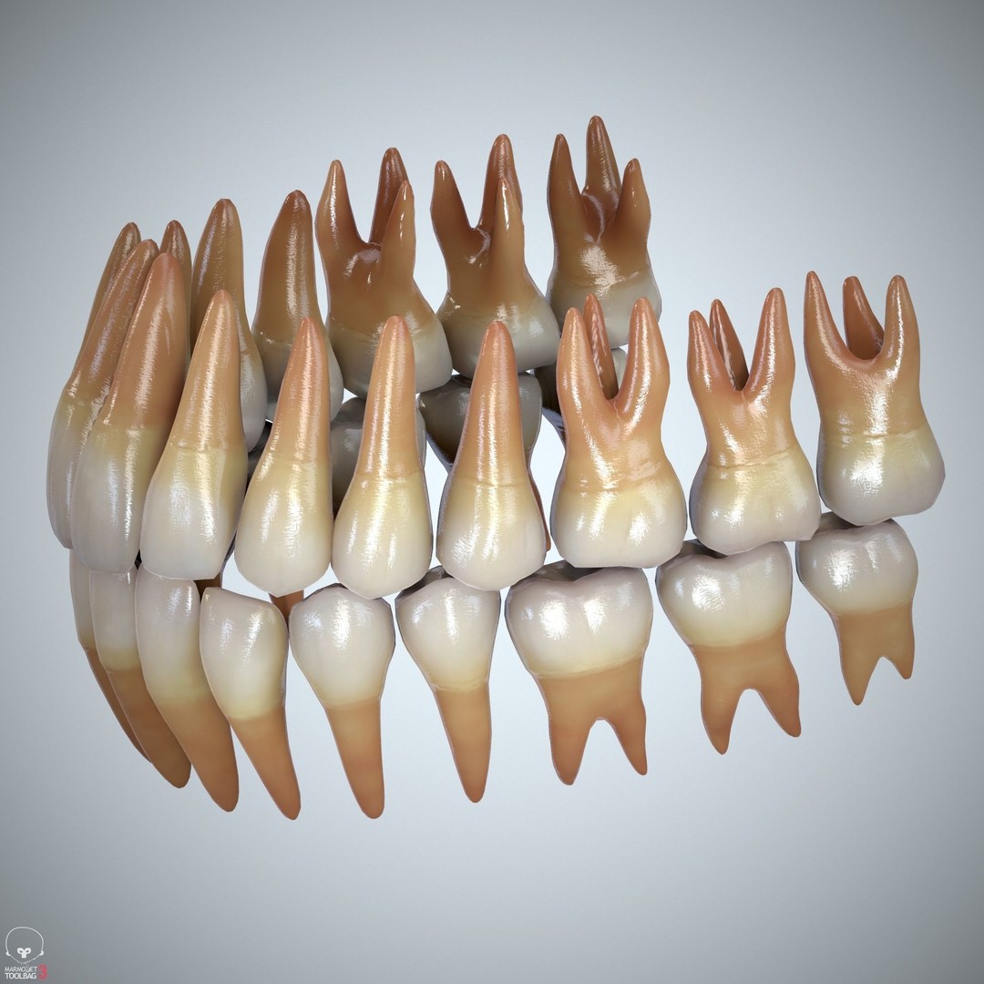Teeth and Tongue 3D Model – Low Poly Game Asset, PBR Textures, FBX, OBJ - View 24