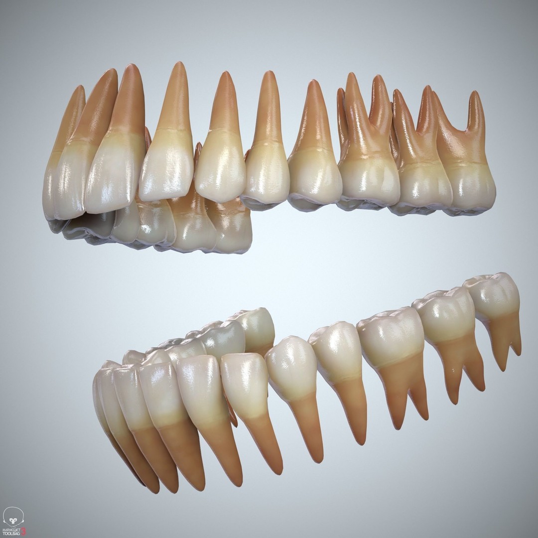 Teeth and Tongue 3D Model – Low Poly Game Asset, PBR Textures, FBX, OBJ - View 25
