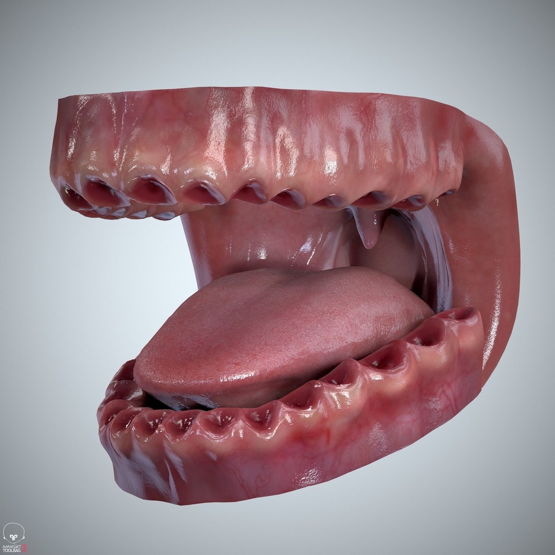Teeth and Tongue 3D Model – Low Poly Game Asset, PBR Textures, FBX, OBJ - View 26