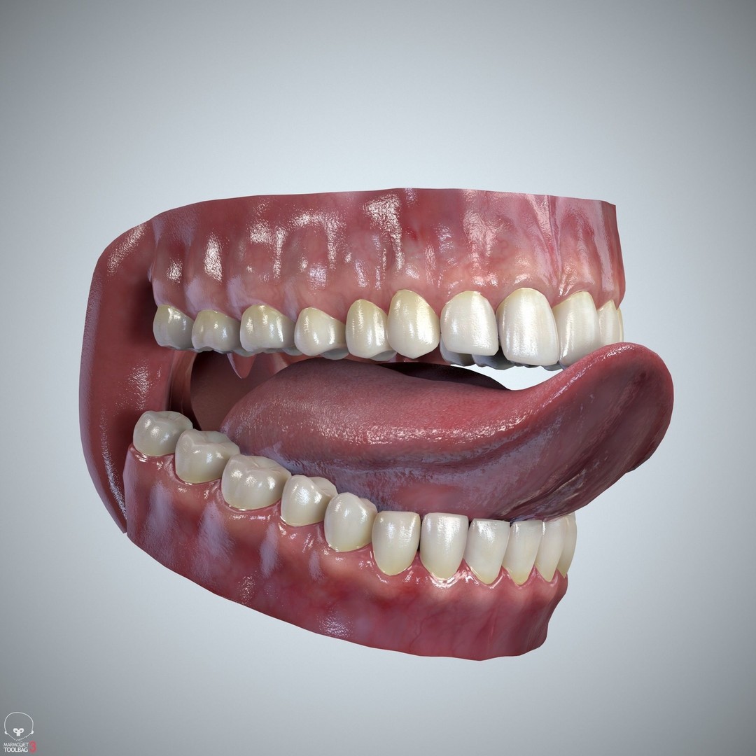 Teeth and Tongue 3D Model – Low Poly Game Asset, PBR Textures, FBX, OBJ - View 29