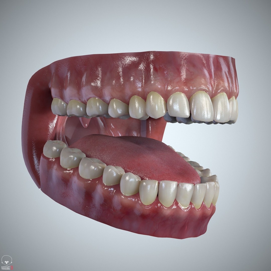 Teeth and Tongue 3D Model – Low Poly Game Asset, PBR Textures, FBX, OBJ - View 3