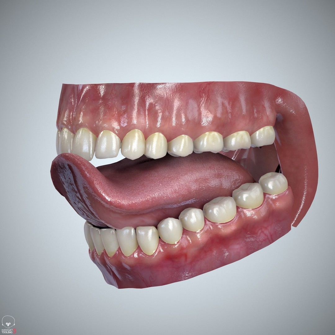Teeth and Tongue 3D Model – Low Poly Game Asset, PBR Textures, FBX, OBJ - View 30