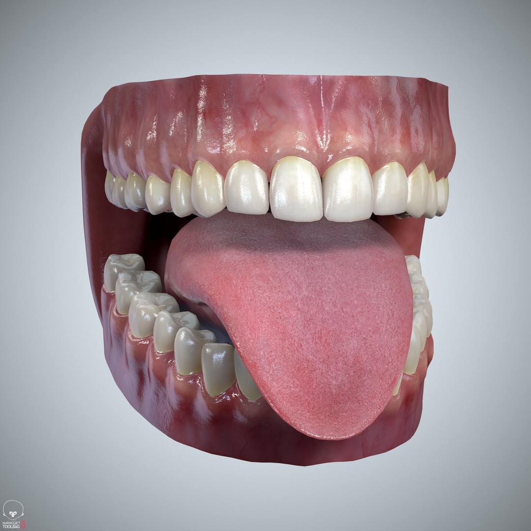 Teeth and Tongue 3D Model – Low Poly Game Asset, PBR Textures, FBX, OBJ - View 31