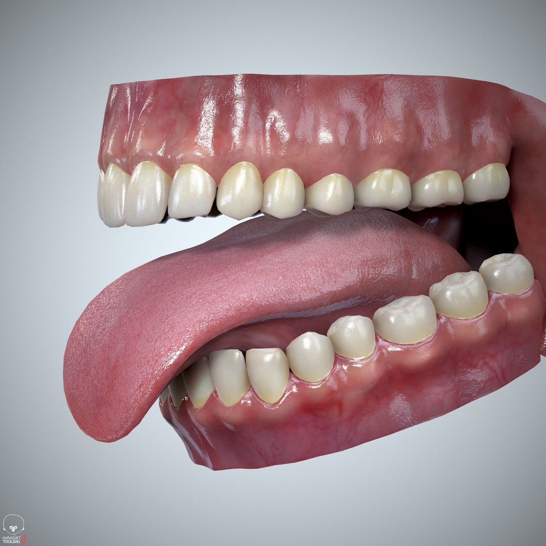 Teeth and Tongue 3D Model – Low Poly Game Asset, PBR Textures, FBX, OBJ - View 32