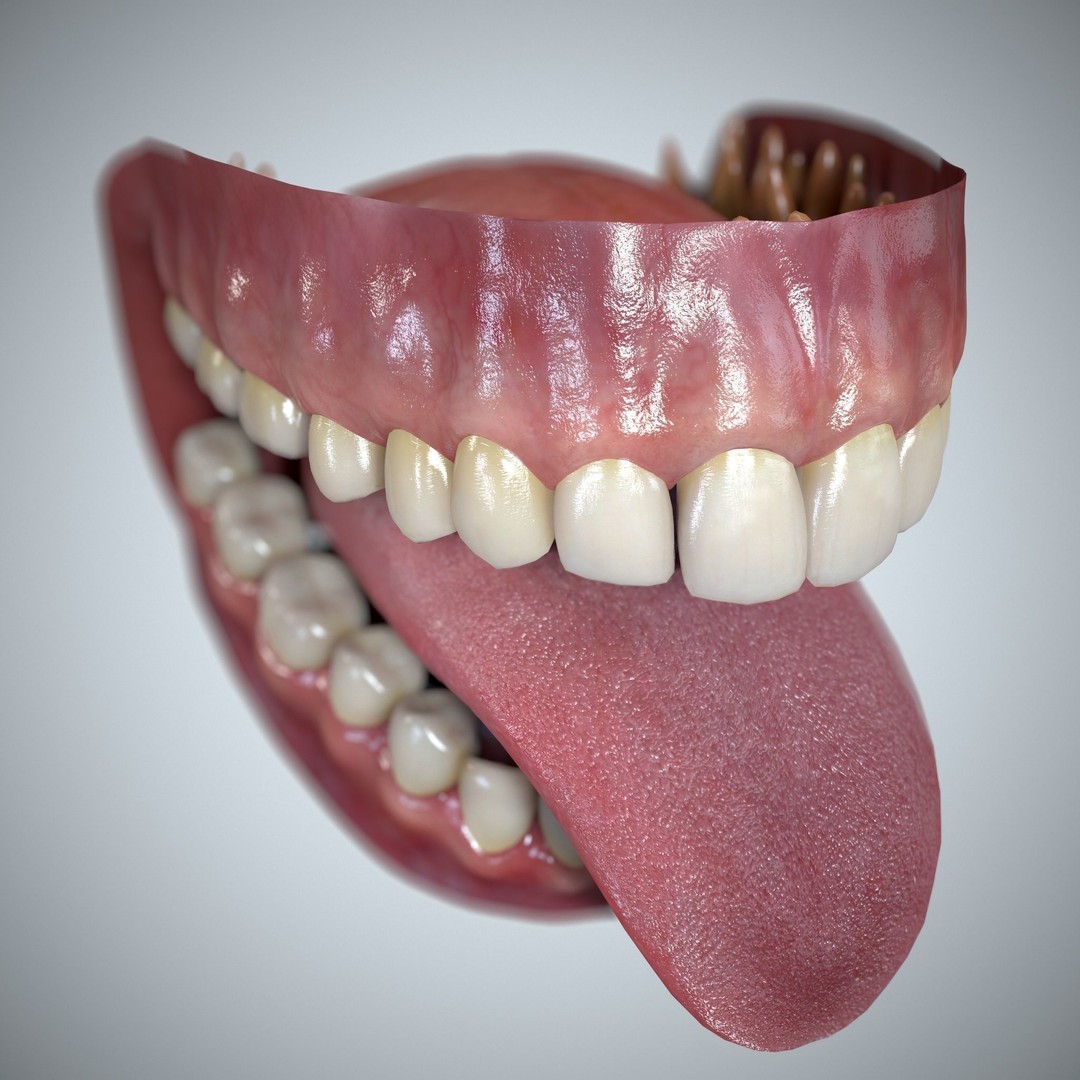 Teeth and Tongue 3D Model – Low Poly Game Asset, PBR Textures, FBX, OBJ - View 33