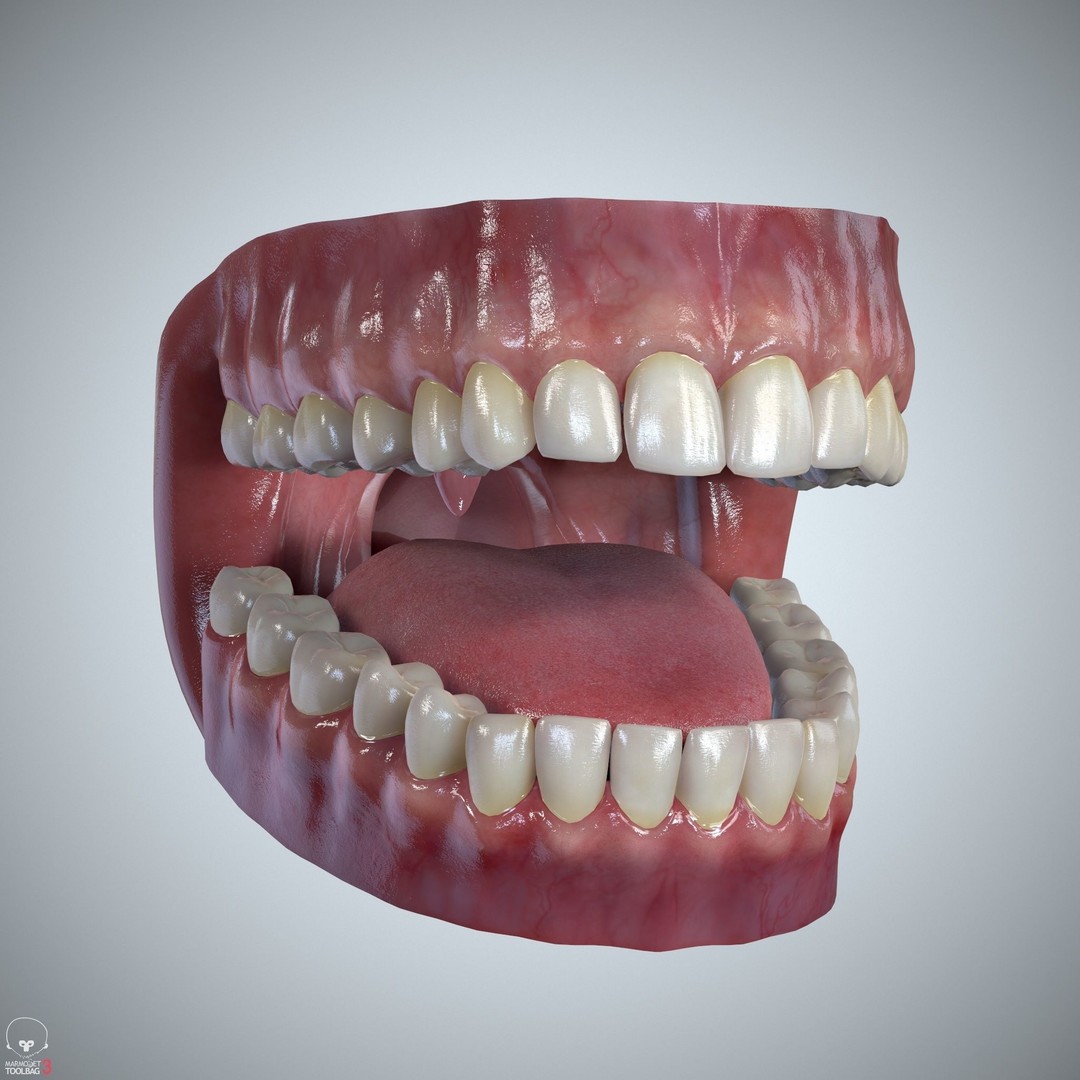 Teeth and Tongue 3D Model – Low Poly Game Asset, PBR Textures, FBX, OBJ - View 4