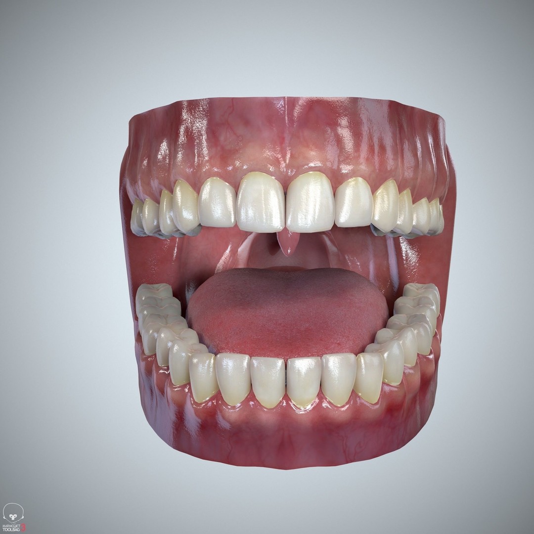 Teeth and Tongue 3D Model – Low Poly Game Asset, PBR Textures, FBX, OBJ - View 6
