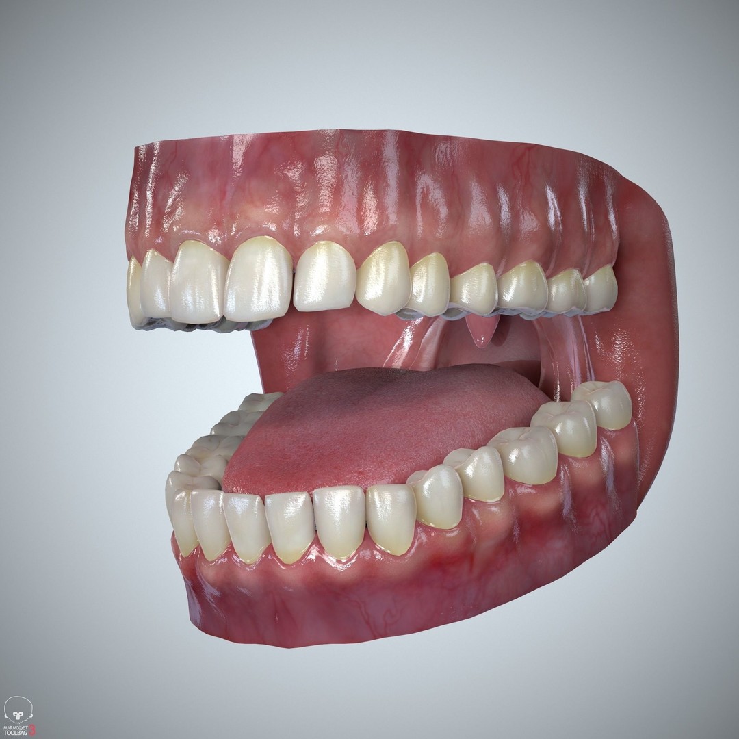 Teeth and Tongue 3D Model – Low Poly Game Asset, PBR Textures, FBX, OBJ - View 7
