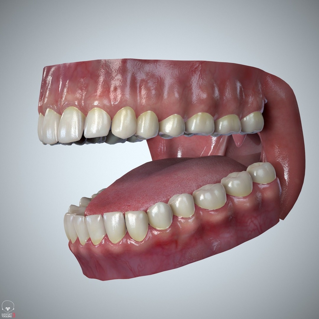 Teeth and Tongue 3D Model – Low Poly Game Asset, PBR Textures, FBX, OBJ - View 8
