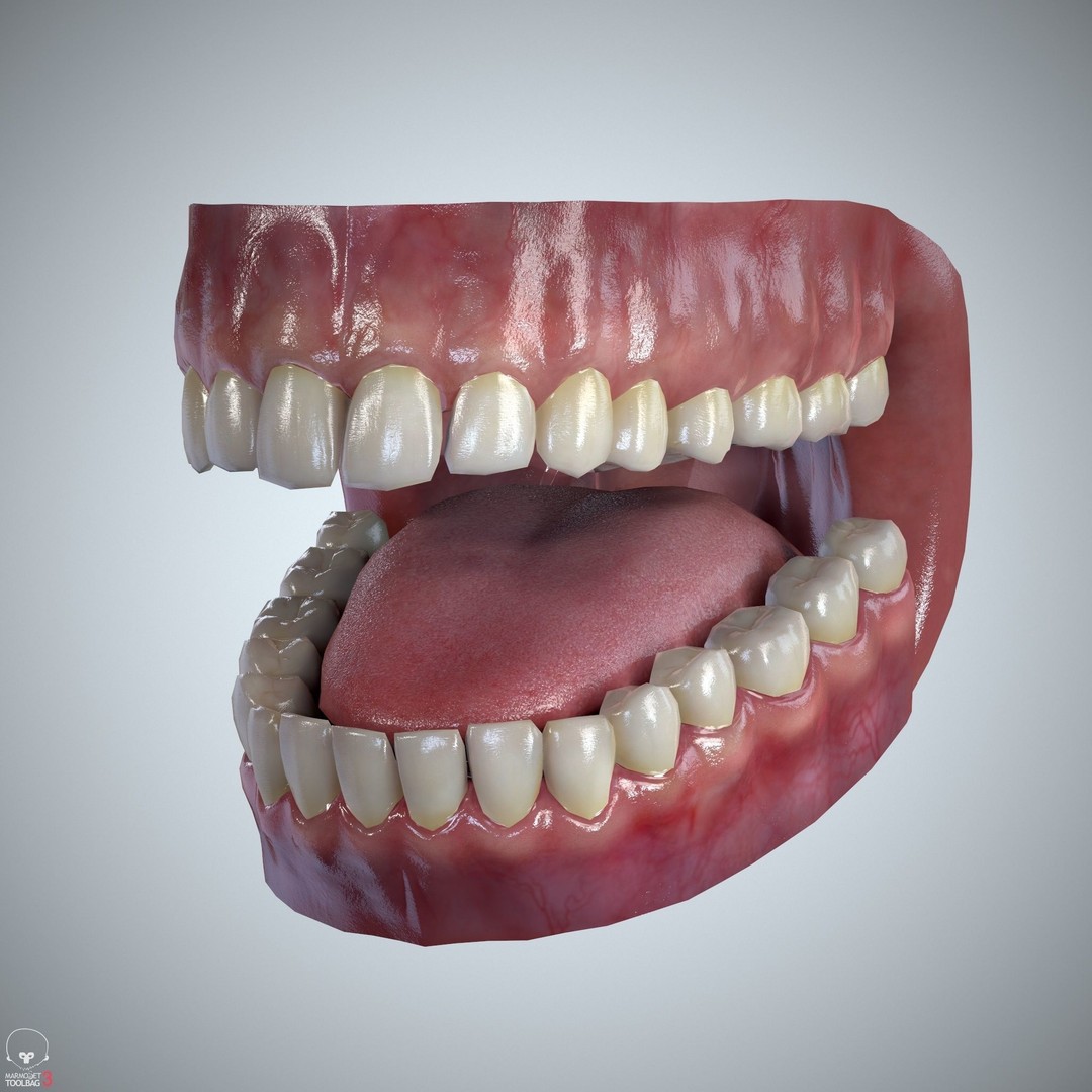 Teeth and Tongue 3D Model – Low Poly Game Asset, PBR Textures, FBX, OBJ - View 9