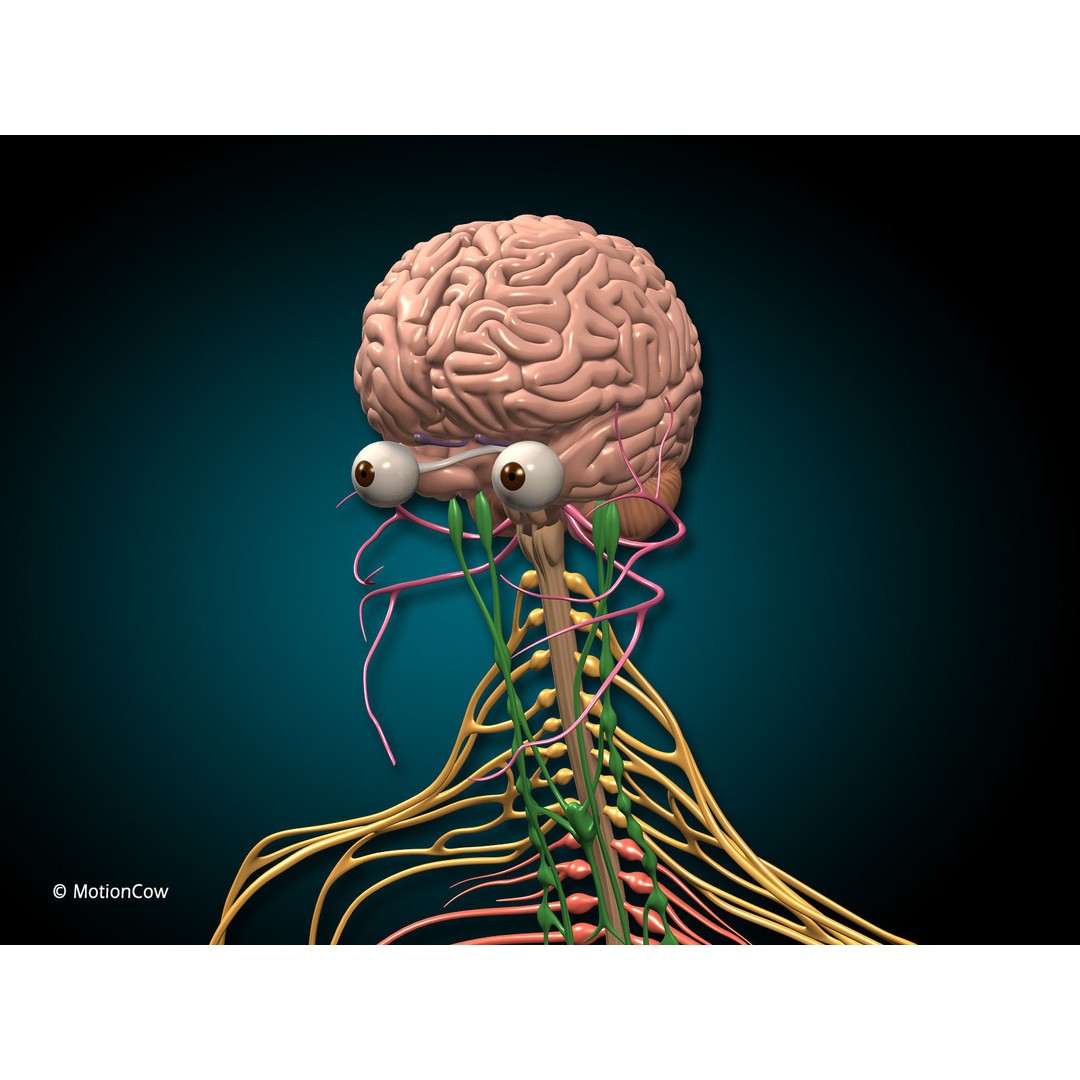 Brain and Nervous System 3D Model – Medically Accurate, Game-Ready, FBX - View 10