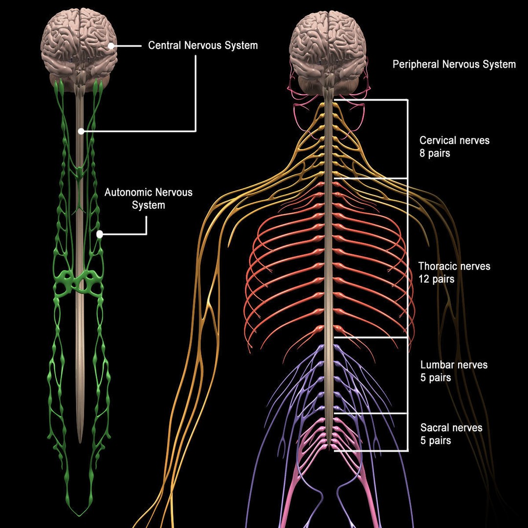 Brain and Nervous System 3D Model – Medically Accurate, Game-Ready, FBX - View 11