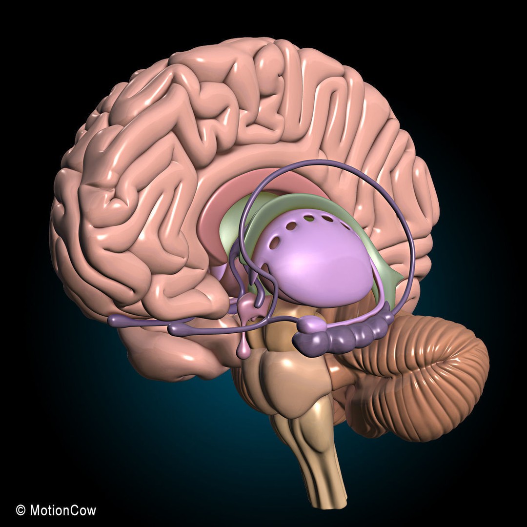 Brain and Nervous System 3D Model – Medically Accurate, Game-Ready, FBX - View 12