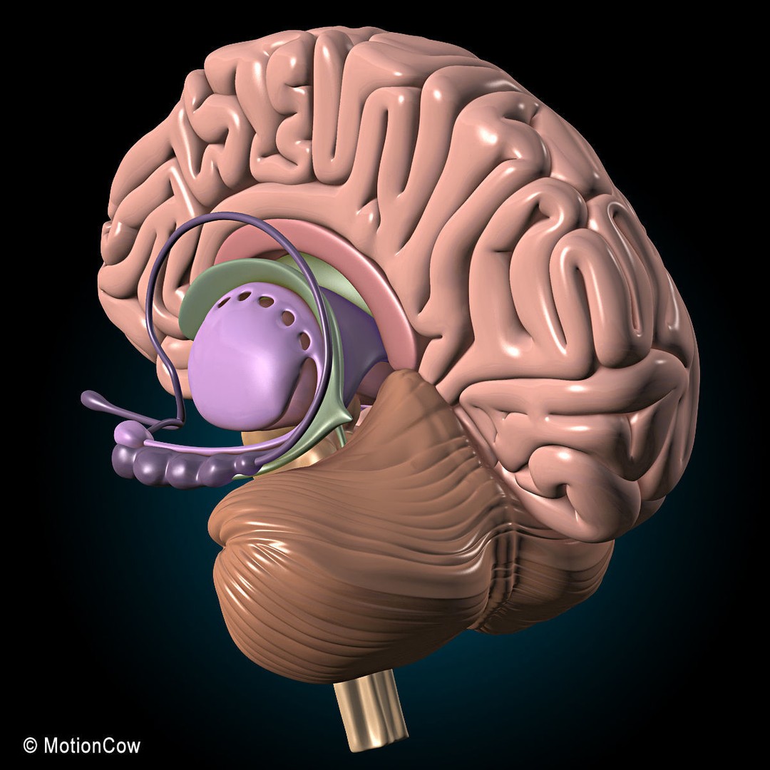Brain and Nervous System 3D Model – Medically Accurate, Game-Ready, FBX - View 13