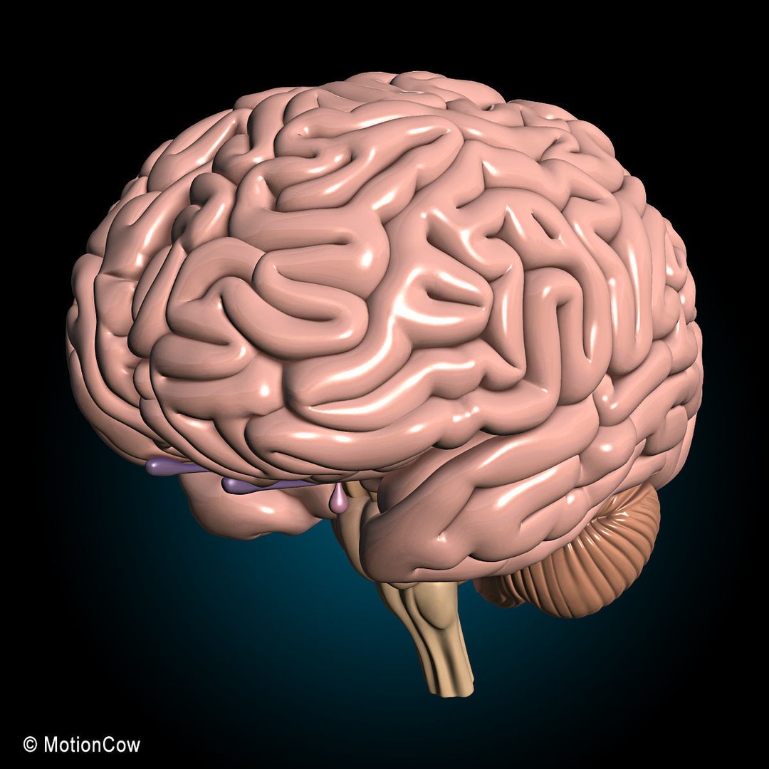 Brain and Nervous System 3D Model – Medically Accurate, Game-Ready, FBX - View 15