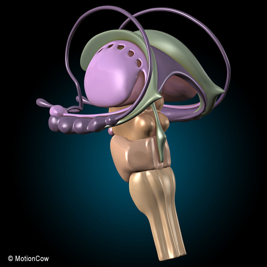 Brain and Nervous System 3D Model – Medically Accurate, Game-Ready, FBX - View 19