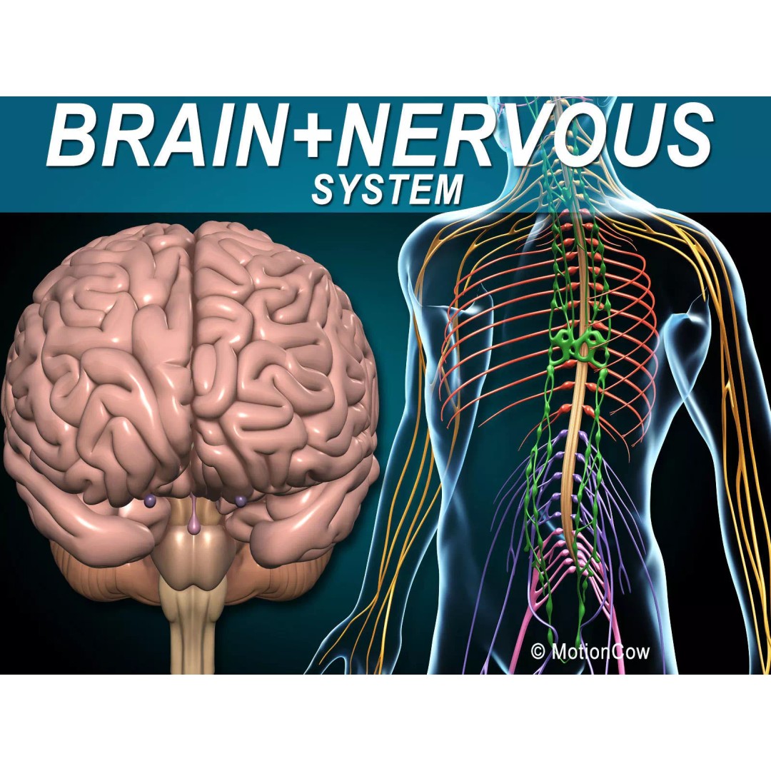 Brain and Nervous System 3D Model – Medically Accurate, Game-Ready, FBX - View 2