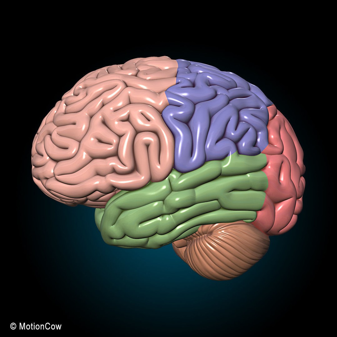 Brain and Nervous System 3D Model – Medically Accurate, Game-Ready, FBX - View 20