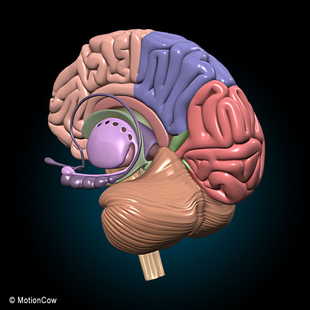Brain and Nervous System 3D Model – Medically Accurate, Game-Ready, FBX - View 23