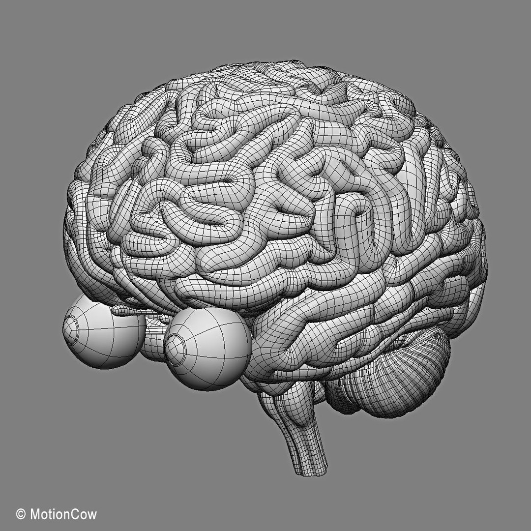 Brain and Nervous System 3D Model – Medically Accurate, Game-Ready, FBX - View 24