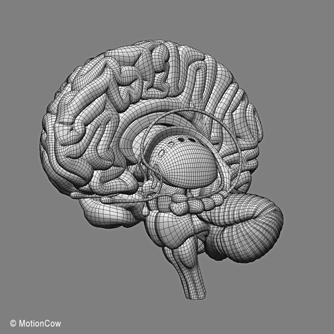 Brain and Nervous System 3D Model – Medically Accurate, Game-Ready, FBX - View 25