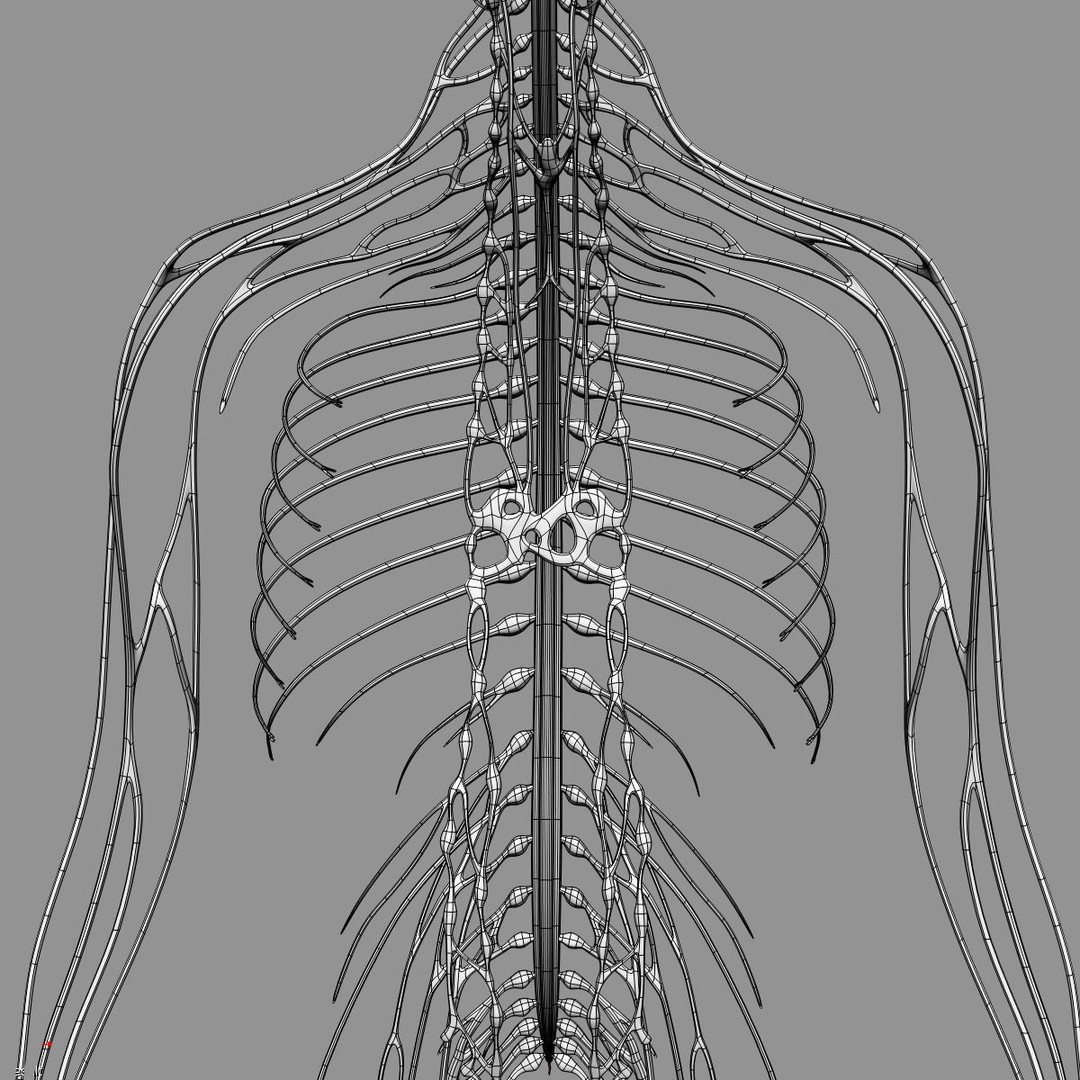 Brain and Nervous System 3D Model – Medically Accurate, Game-Ready, FBX - View 27