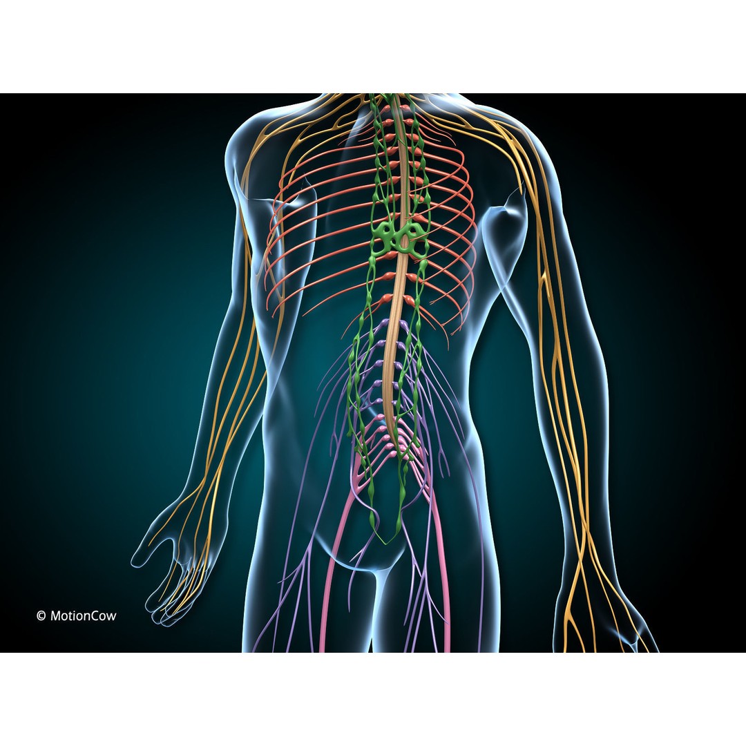 Brain and Nervous System 3D Model – Medically Accurate, Game-Ready, FBX - View 3