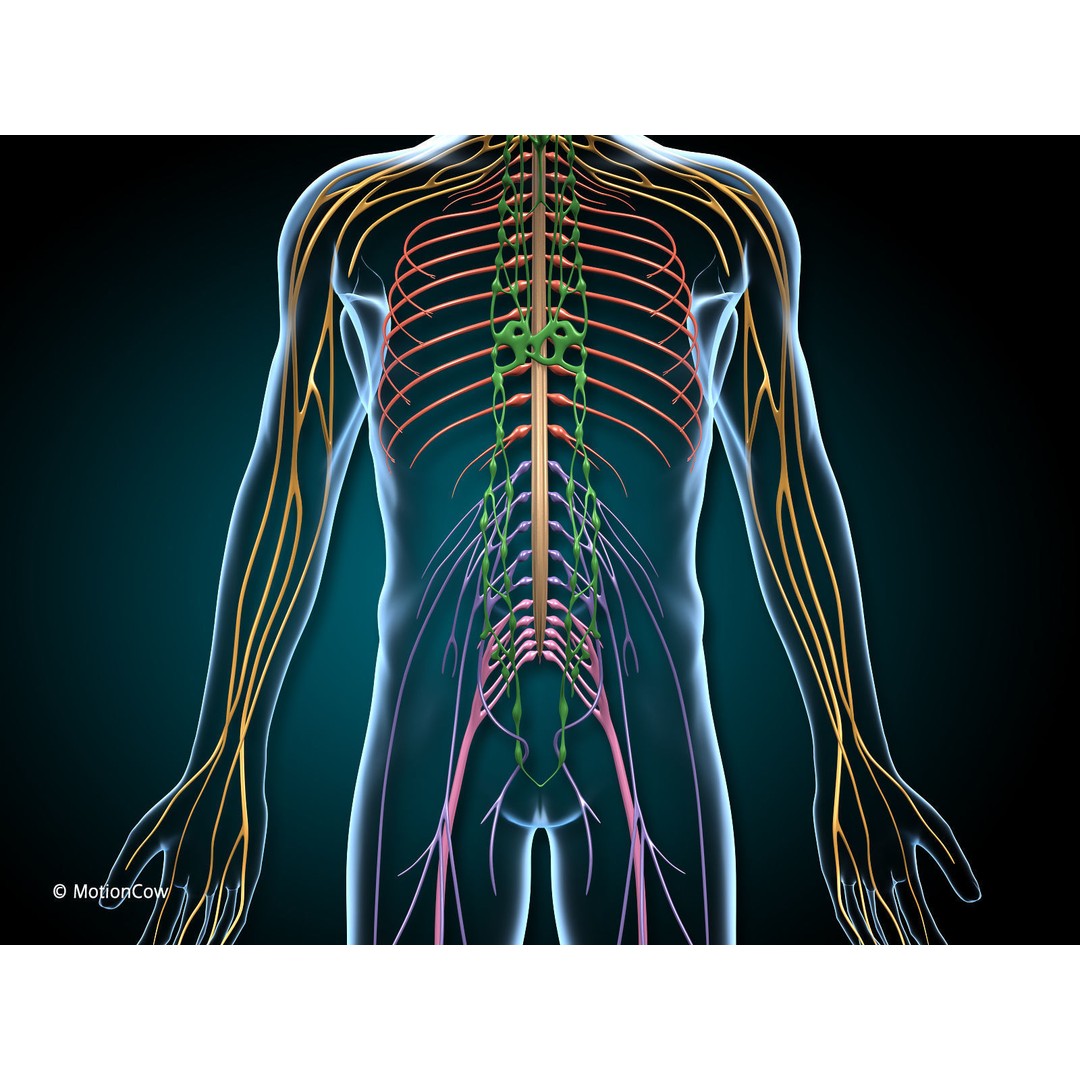 Brain and Nervous System 3D Model – Medically Accurate, Game-Ready, FBX - View 4