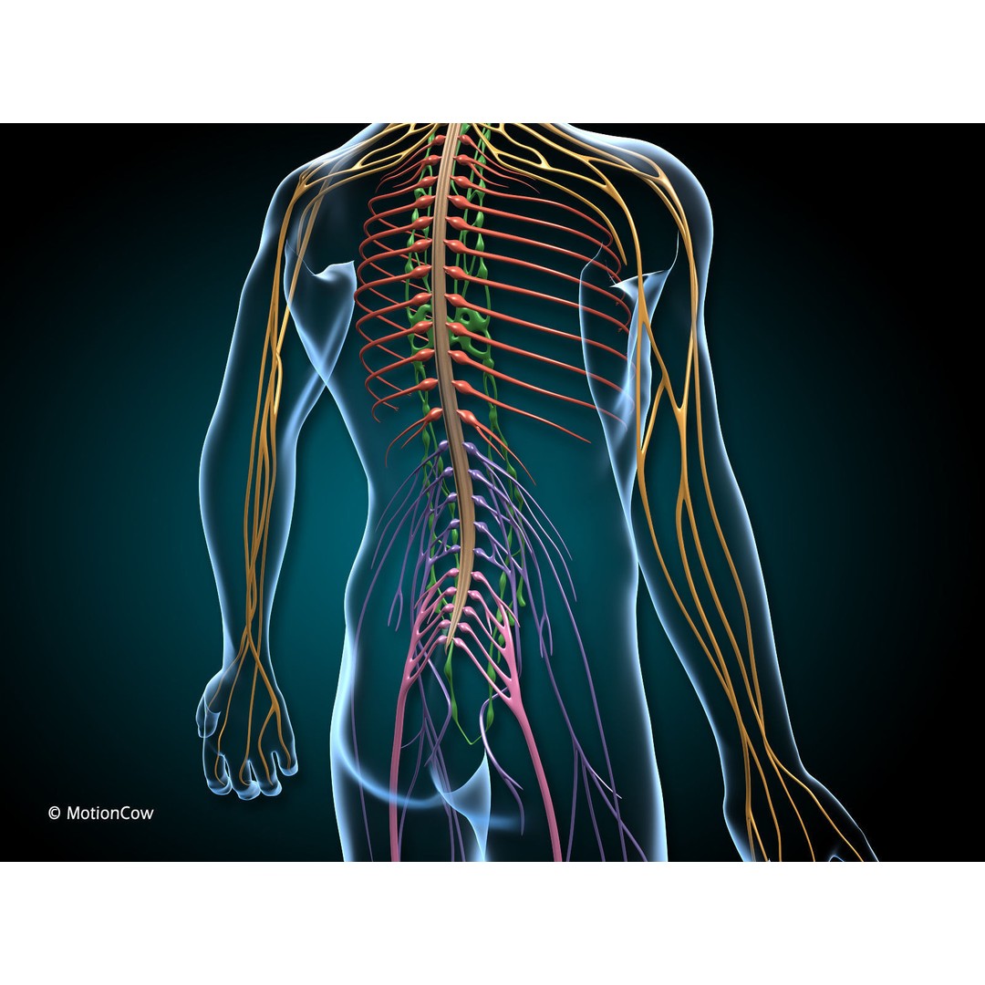 Brain and Nervous System 3D Model – Medically Accurate, Game-Ready, FBX - View 5