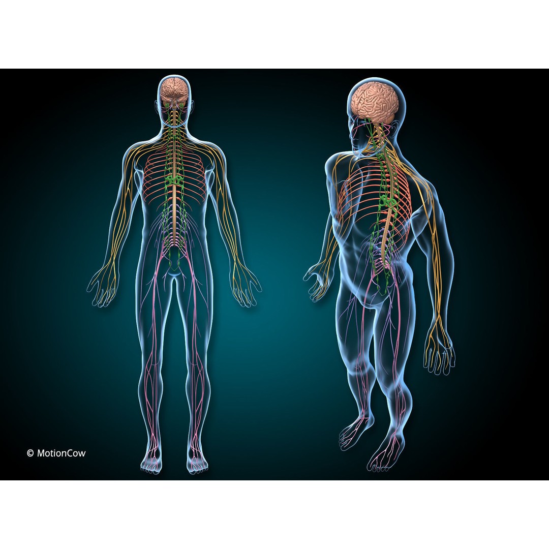 Brain and Nervous System 3D Model – Medically Accurate, Game-Ready, FBX - View 6