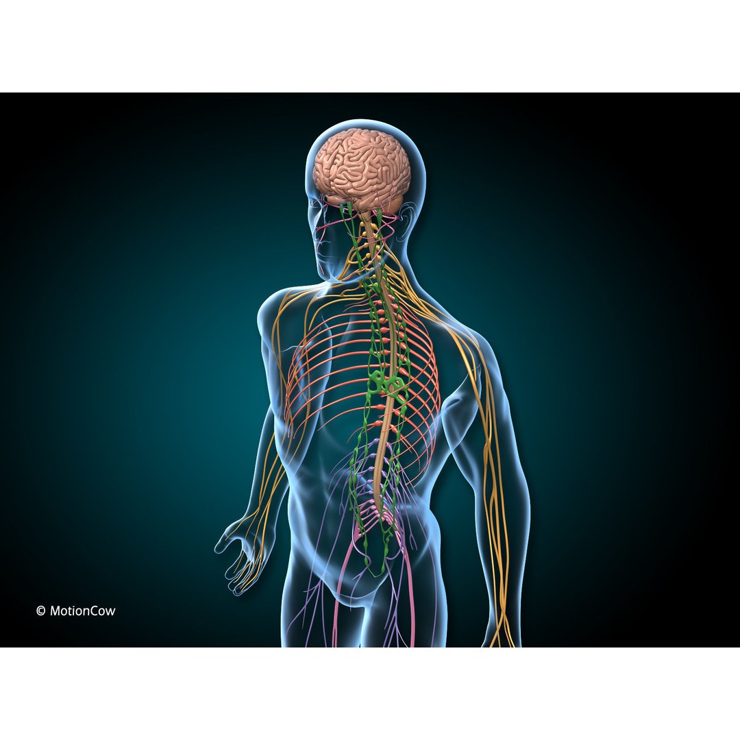 Brain and Nervous System 3D Model – Medically Accurate, Game-Ready, FBX - View 7