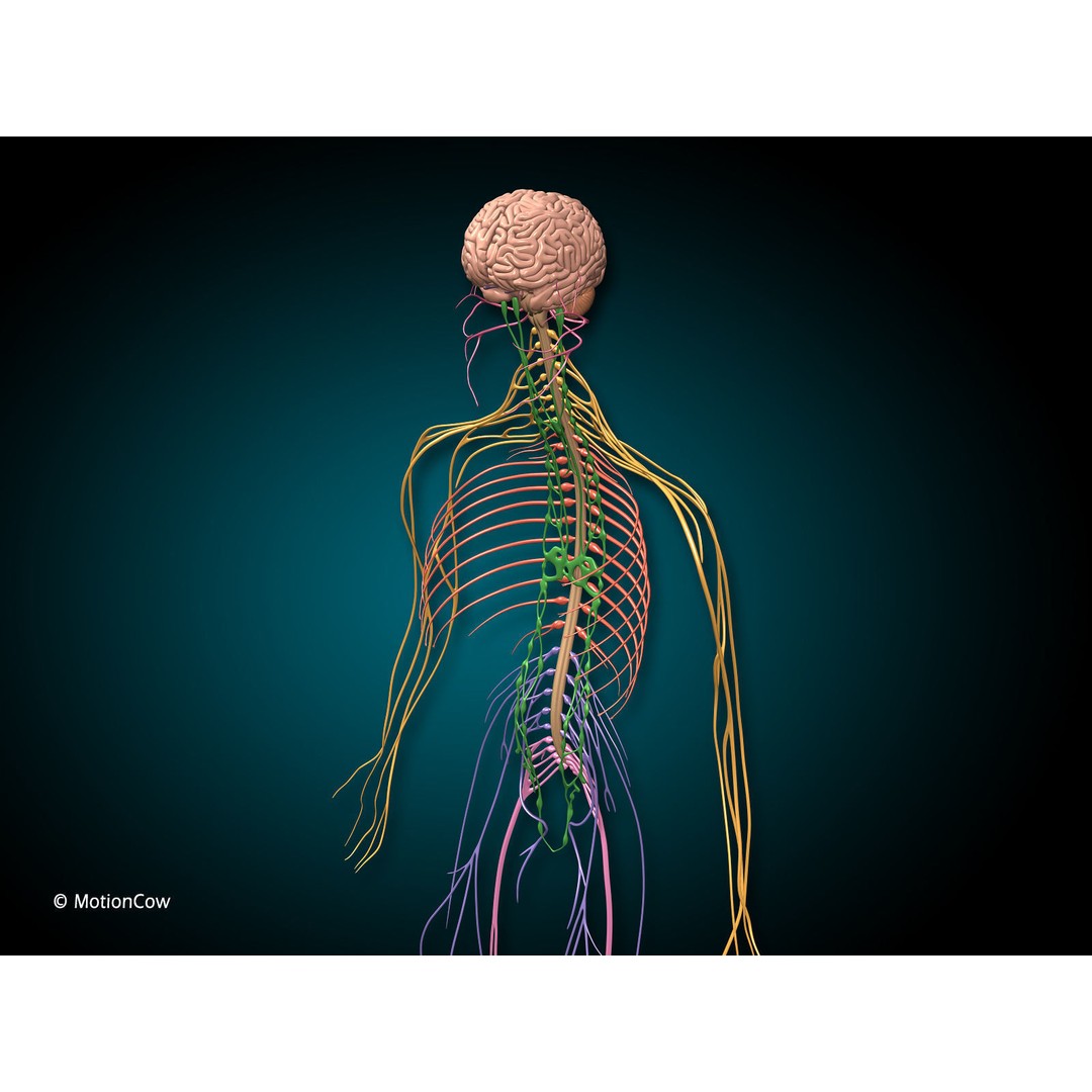 Brain and Nervous System 3D Model – Medically Accurate, Game-Ready, FBX - View 8